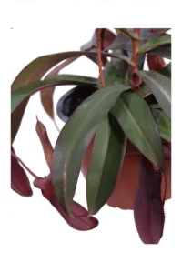 Nepenthes Sanguinea v14 egarden.store 2 Nepenthes Sanguinea v14 egarden.store online