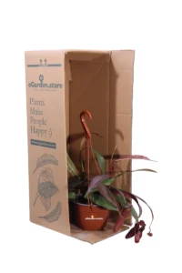 Nepenthes Sanguinea v14 egarden.store 3 Nepenthes Sanguinea v14 egarden.store online