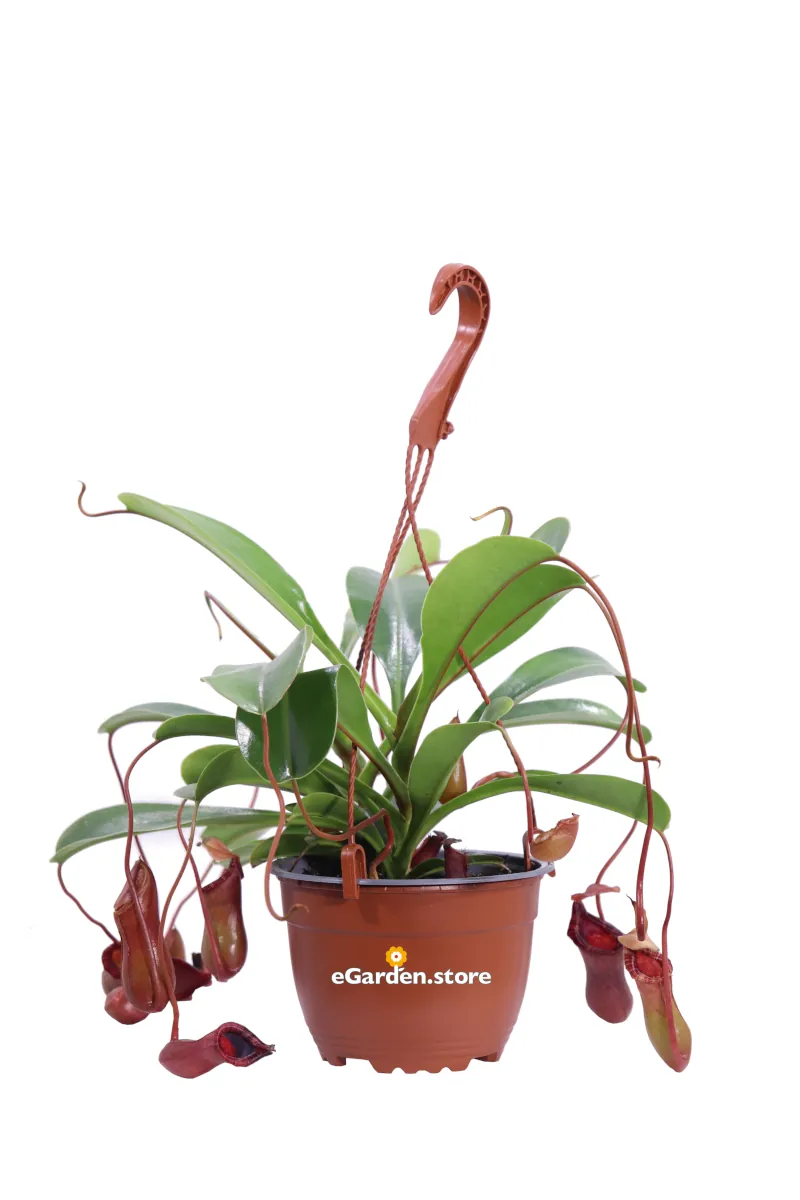 Nepenthes X Ventrata v14 egarden.store online