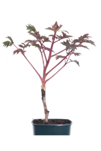 Peonia Arborea Rossa v14 egarden.store 2 Peonia Arborea Rossa v14 egarden.store online