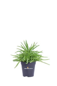 Peperomia Ferreyrae v6 egarden.store online