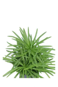 Peperomia Ferreyrae v6 egarden.store online