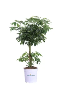 Schefflera Arboricola Intrecciata v24 egarden.store online