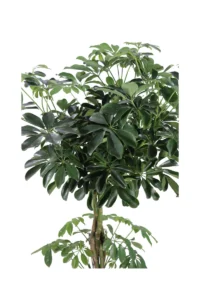 Schefflera Arboricola Intrecciata v24 egarden.store online