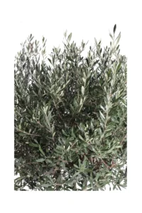 Ulivo Ornamentale 4 Tronchi v45 egarden.store 2 Ulivo Ornamentale Multitronco