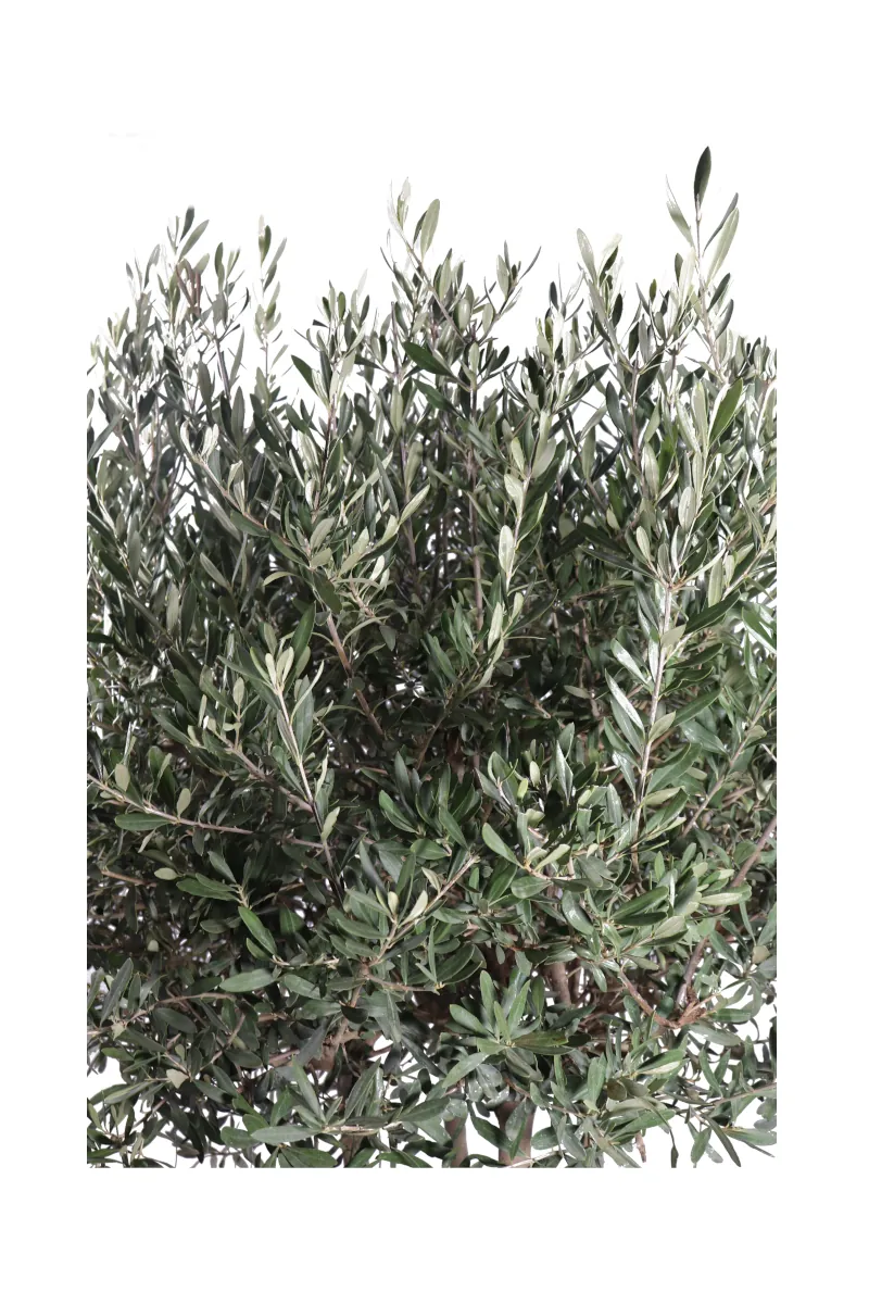 Ulivo Ornamentale 4 Tronchi v45 egarden.store 2 Ulivo Ornamentale Multitronco