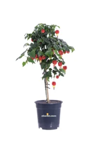 Abutilon Alberello - Varie Colorazioni