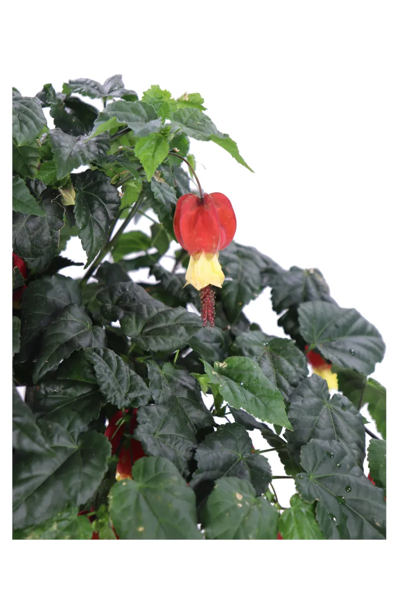 Abutilon Alberello Rosso v19 egarden.store online