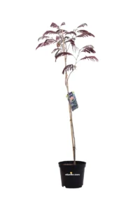 Albizia Julibrissin Evey's Pride v26 egarden.store 1 Albizia Julibrissin Evey's Pride v26 egarden.store online