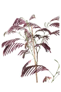 Albizia Julibrissin Evey's Pride v26 egarden.store 2 Albizia Julibrissin Evey's Pride v26 egarden.store online