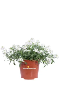 Alisso - Alyssum Bianco v14 egarden.store online