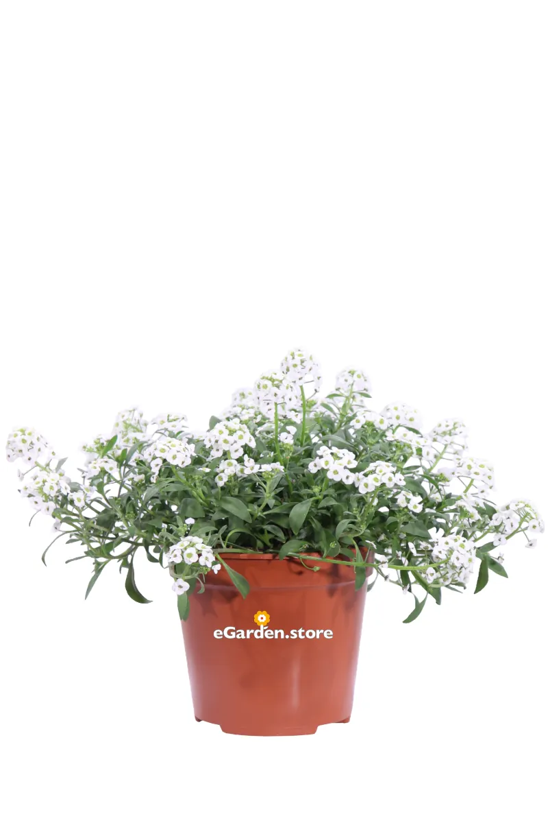 Alisso - Alyssum Bianco v14 egarden.store online