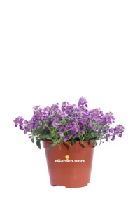 Alisso - Alyssum Lilla v14 egarden.store online