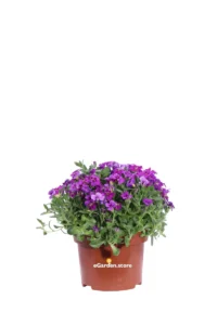 Aubrieta Gracilis Royal Red v13 egarden.store 1 Aubrieta Gracilis Royal Red v13 egarden.store online