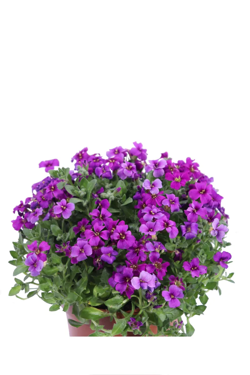 Aubrieta Gracilis Royal Red v13 egarden.store 2 Aubrieta Gracilis Royal Red v13 egarden.store online
