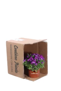 Aubrieta Gracilis Royal Red v13 egarden.store 3 Aubrieta Gracilis Royal Red v13 egarden.store online