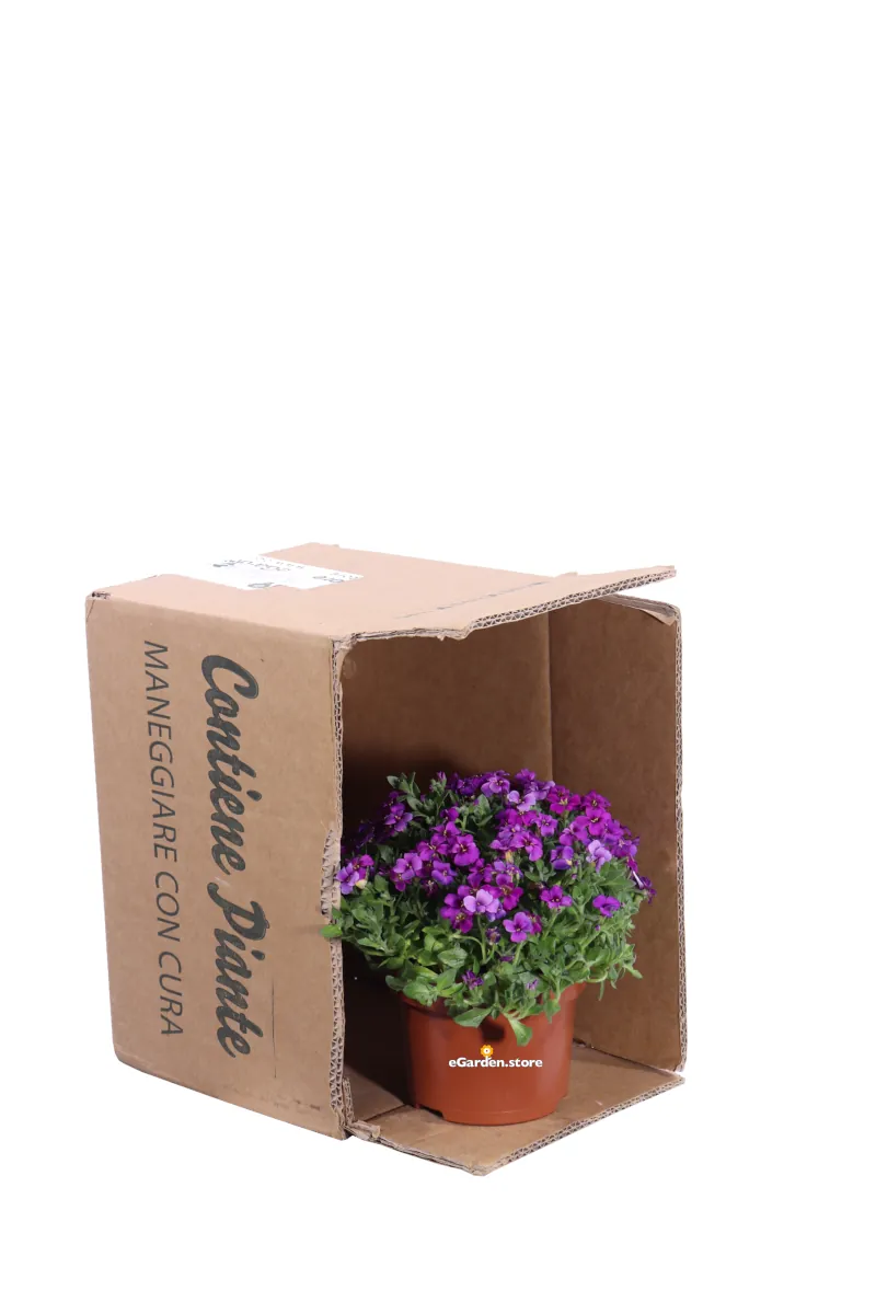 Aubrieta Gracilis Royal Red v13 egarden.store 3 Aubrieta Gracilis Royal Red v13 egarden.store online