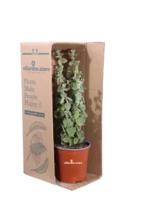 Ballota Pseudodictamnus v17 egarden.store online