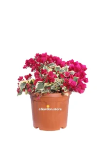 Bougainvillea X Buttiana Raspberry Ice v25 egarden.store online