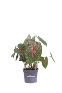 Caladio - Caladium Fast Flash v12 egarden.store 1 Caladio - Caladium Fast Flash v12 egarden.store online