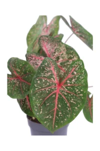 Caladio - Caladium Fast Flash v12 egarden.store 2 Caladio - Caladium Fast Flash v12 egarden.store online