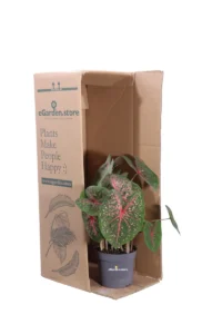 Caladio - Caladium Fast Flash v12 egarden.store 3 Caladio - Caladium Fast Flash v12 egarden.store online