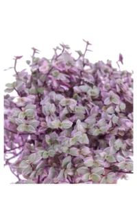 Callisia Repens Rosato v12 egarden.store online