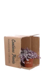 Callisia Repens Rosato v12 egarden.store online