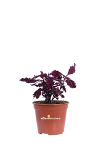 Coleus - Down Town Dallas v14 egarden.store online