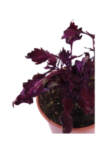 Coleus - Down Town Dallas v14 egarden.store online