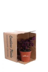 Coleus - Down Town Dallas v14 egarden.store online