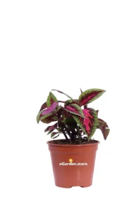 Coleus - Main Street Ruby Road v14 egarden.store online