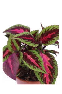 Coleus - Main Street Ruby Road v14 egarden.store online