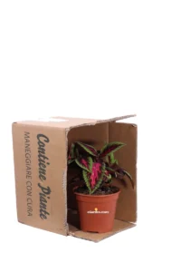 Coleus - Main Street Ruby Road v14 egarden.store online