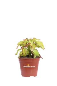 Coleus - Stained Glassworks Velvet v14 egarden.store 1 Coleus - Stained Glassworks Velvet v14 egarden.store online