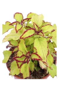 Coleus - Stained Glassworks Velvet v14 egarden.store 2 Coleus - Stained Glassworks Velvet v14 egarden.store online