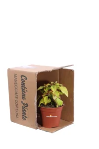 Coleus - Stained Glassworks Velvet v14 egarden.store 3 Coleus - Stained Glassworks Velvet v14 egarden.store online