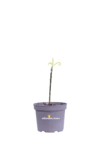 Edgeworthia Chrysantha Grandiflora v17 egarden.store online