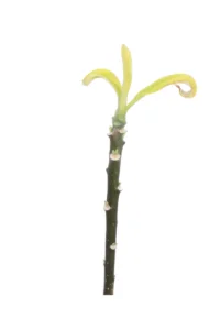 Edgeworthia Chrysantha Grandiflora v17 egarden.store online