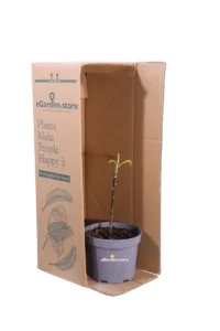 Edgeworthia Chrysantha Grandiflora v17 egarden.store online