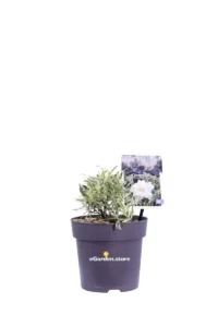 Gardenia Jasminoides Golden Crown v15 egarden.store online