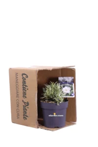 Gardenia Jasminoides Golden Crown v15 egarden.store online