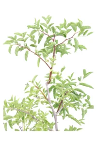 Giuggiolo Cespuglio - Ziziphus Jujuba v18 egarden.store online