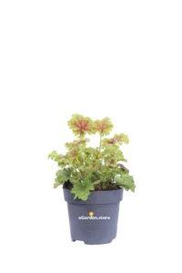 Heuchera Splashberry v12 egarden.store online