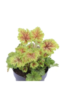 Heuchera Splashberry v12 egarden.store online