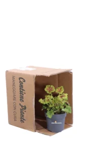 Heuchera Splashberry v12 egarden.store online