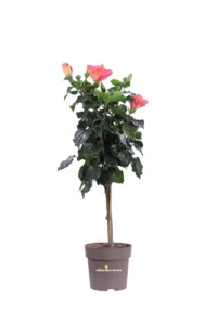 Hibiscus Rosa Sinensis Alberello Rosa v17 egarden.store online
