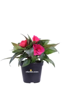 Impatiens Nuova Guinea Rosso-Fucsia v14 egarden.store online