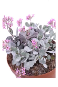 Kalanchoe Pumila v22 egarden.store online