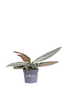 Labisia obtusifolia Kura Kura v13 egarden.store online